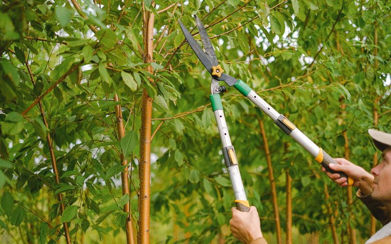 Tree trimming in Lotus, CA