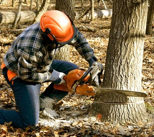 Tree Removal in Lotus, CA